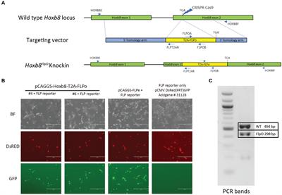 A new Hoxb8FlpO mouse line for intersectional approaches to dissect developmentally defined adult sensorimotor circuits